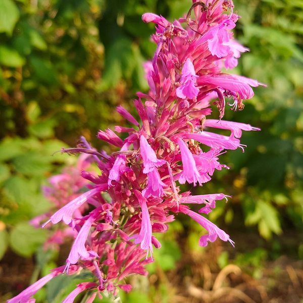 Многоколосник кана семена, Agastache cana seeds