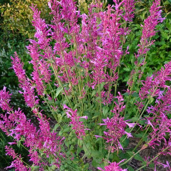 Многоколосник кана семена, Agastache cana seeds