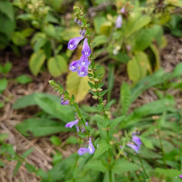 Шлемник бородатый семена, Scutellaria barbata seeds