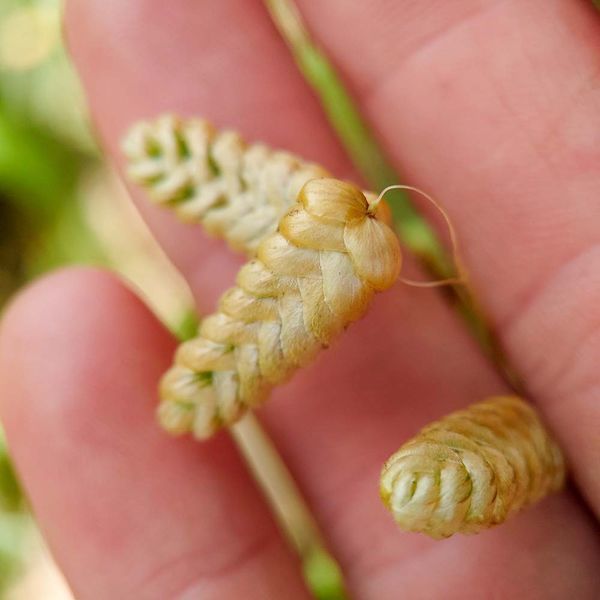 Трясунка велика насіння, Briza maxima seeds