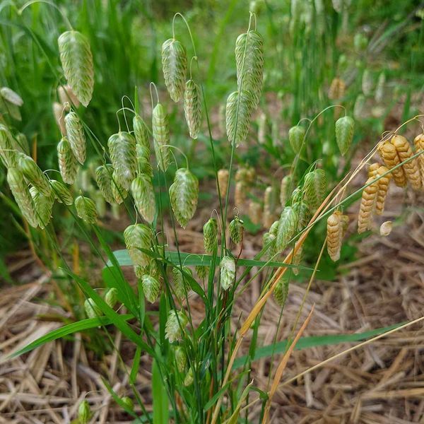 Трясунка велика насіння, Briza maxima seeds
