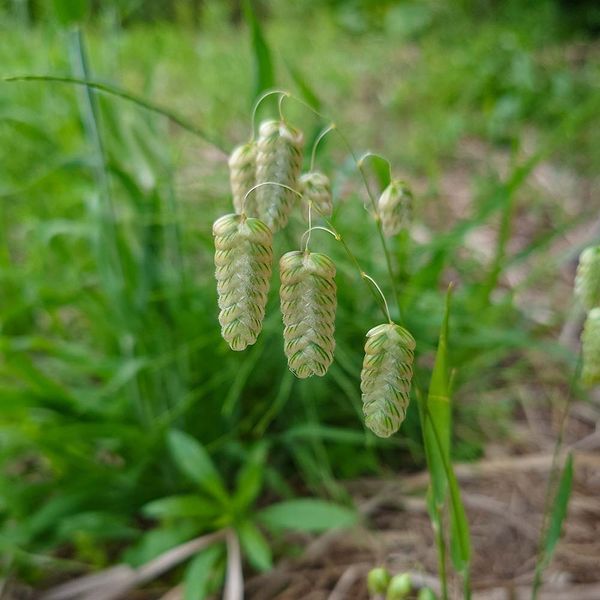 Трясунка велика насіння, Briza maxima seeds