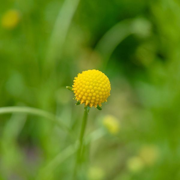 Цефалофора ароматная семена, Cephalophora aromatica seeds