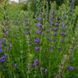 Иссоп лекарственный растение, Hyssopus officinalis 2