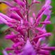 Многоколосник кана семена, Agastache cana seeds 1