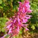 Многоколосник кана семена, Agastache cana seeds 3