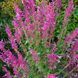 Многоколосник кана семена, Agastache cana seeds 2