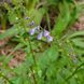 Шлемник бородатый семена, Scutellaria barbata seeds 3