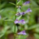 Шлемник бородатый семена, Scutellaria barbata seeds 4
