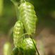 Трясунка велика насіння, Briza maxima seeds 1