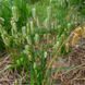 Трясунка велика насіння, Briza maxima seeds 2