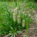 Трясунка велика насіння, Briza maxima seeds 4