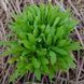 Цефалофора ароматная семена, Cephalophora aromatica seeds 4