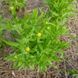 Цефалофора ароматная семена, Cephalophora aromatica seeds 3