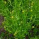 Цефалофора ароматная семена, Cephalophora aromatica seeds 1