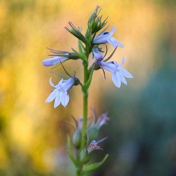 Лобелия вздутая семена, Lobelia inflata seeds