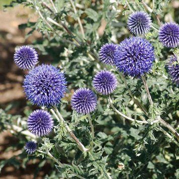 Мордовник обыкновенный семена, Echinops ritro seeds