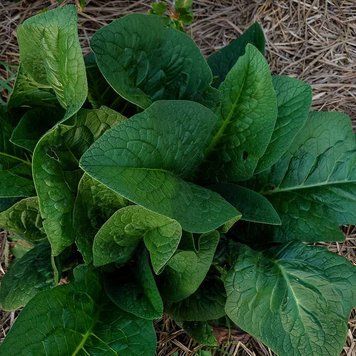 Окопник упландский растение, Symphytum x uplandicum, Comfrey, Bocking 14