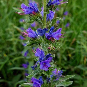 Синяк обыкновенный семена, Echium vulgare seeds
