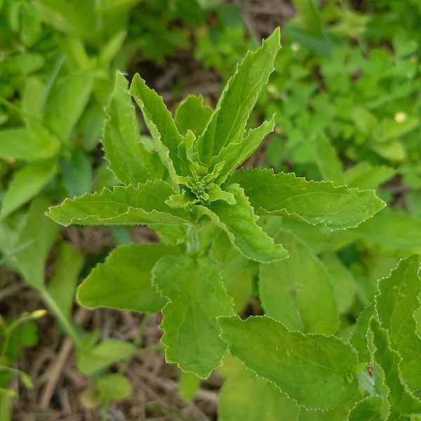 Лобелия вздутая семена, Lobelia inflata seeds