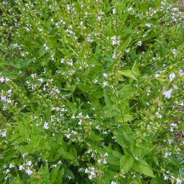 Лобелия вздутая семена, Lobelia inflata seeds