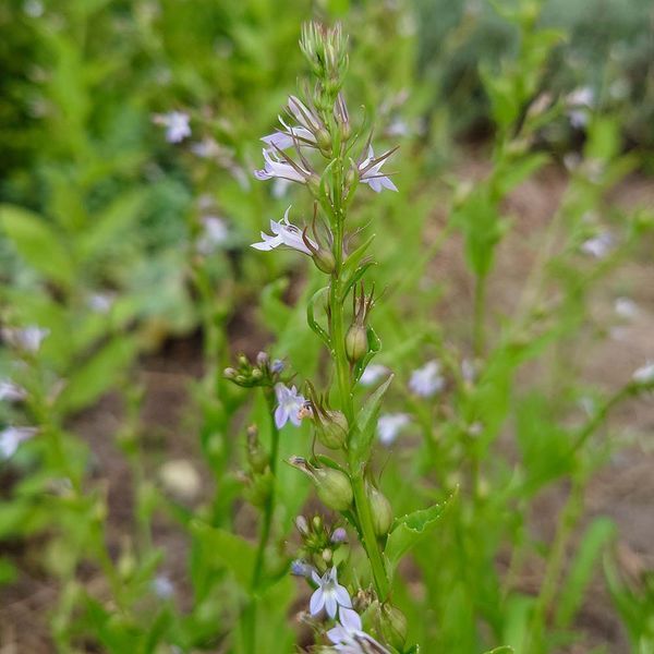 Лобелия вздутая семена, Lobelia inflata seeds