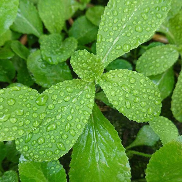 Лобелия вздутая семена, Lobelia inflata seeds