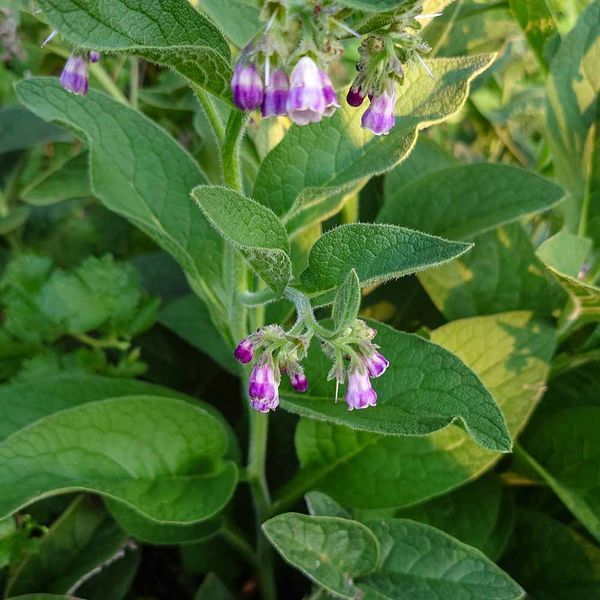 Живокіст упландський рослина, Symphytum x uplandicum, Comfrey, Bocking 14