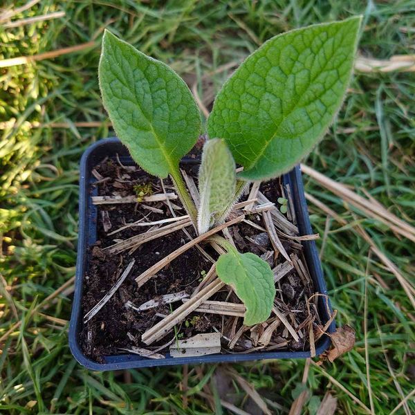 Живокіст упландський рослина, Symphytum x uplandicum, Comfrey, Bocking 14