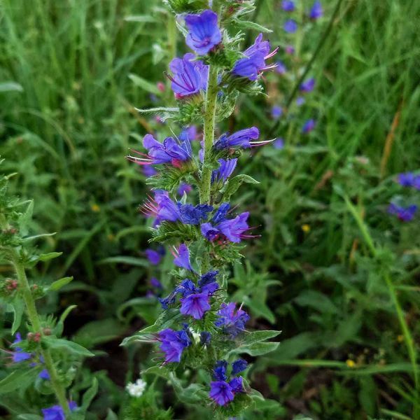 Синяк обыкновенный семена, Echium vulgare seeds