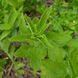 Лобелия вздутая семена, Lobelia inflata seeds 3