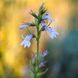 Лобелия вздутая семена, Lobelia inflata seeds 1