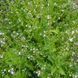 Лобелия вздутая семена, Lobelia inflata seeds 4