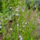 Лобелия вздутая семена, Lobelia inflata seeds 2