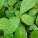 Лобелия вздутая семена, Lobelia inflata seeds 5