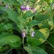 Живокіст упландський рослина, Symphytum x uplandicum, Comfrey, Bocking 14 2