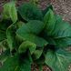 Живокіст упландський рослина, Symphytum x uplandicum, Comfrey, Bocking 14 1