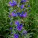 Синяк обыкновенный семена, Echium vulgare seeds 1