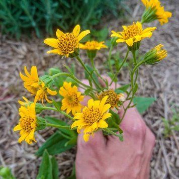 Арника шамиссо семена, Arnica chamissonis seeds
