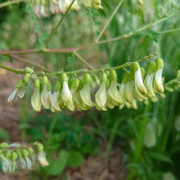 Астрагал перетинчастий рослина, Astragalus membranaceus var. mongholicus