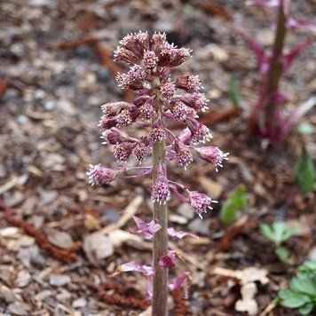 Кремена гібридна насіння, Petasites hybridus seeds