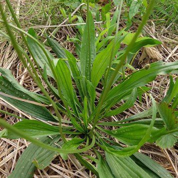 Подорожник ланцетолистный семена, Plantago lanceolata seeds
