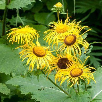 Телекия прекрасная семена, Telekia speciosa seeds