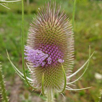 Ворсянка лесная семена, Dipsacus fullonum seeds
