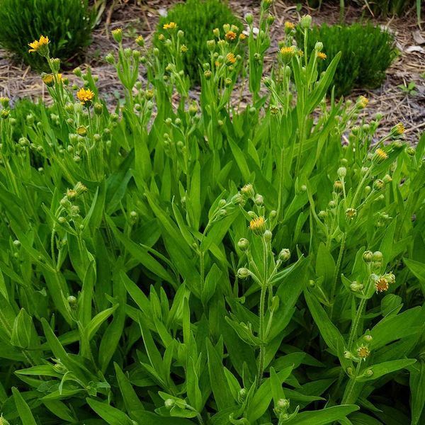 Арника шамиссо семена, Arnica chamissonis seeds