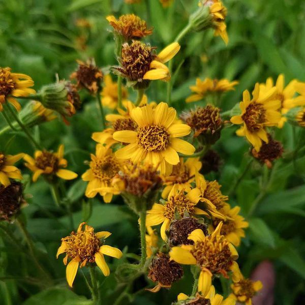 Арника шамиссо семена, Arnica chamissonis seeds