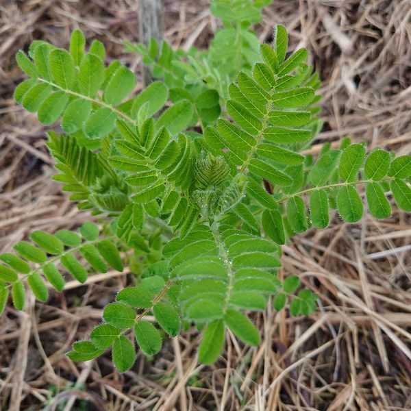 Астрагал перетинчастий рослина, Astragalus membranaceus var. mongholicus