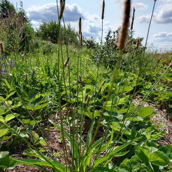 Подорожник ланцетолистный семена, Plantago lanceolata seeds