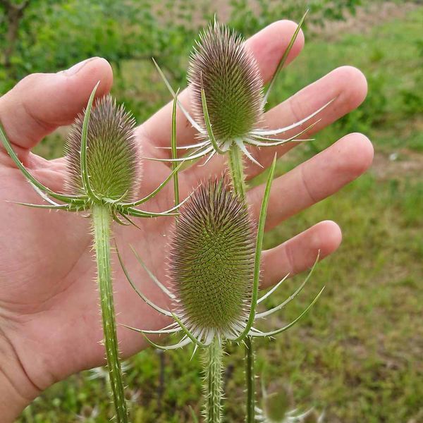 Ворсянка лесная семена, Dipsacus fullonum seeds
