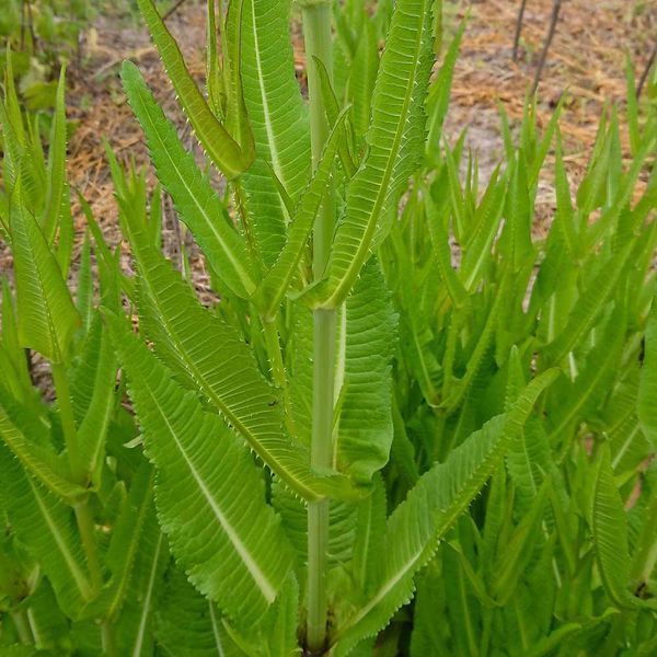 Ворсянка лесная семена, Dipsacus fullonum seeds